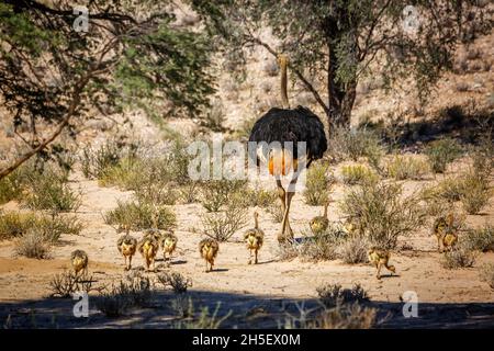 Ostrich africain marchant avec des poussins dans le parc transfrontier de Kgalagadi, Afrique du Sud ; famille de Struthio camelus de espèce Struthionidae Banque D'Images