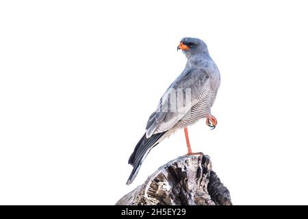 Palombes de chant pâle debout sur un bois isolé en fond blanc dans le parc transfrontier de Kgalagadi, Afrique du Sud; famille de sterie Melierax canorus Banque D'Images