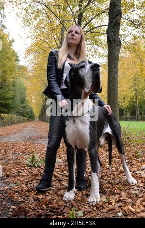 Une belle femme blonde avec un grand chien impressionnant, de grande race de dane pendant la saison d'automne.C'est la catégorie du chien géant. Banque D'Images
