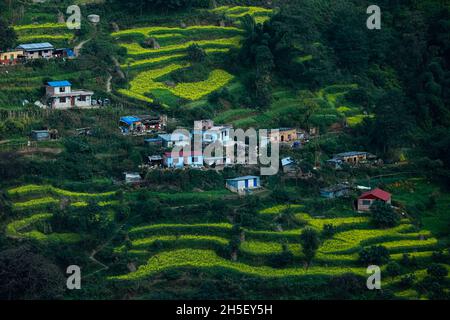 Bhaktapur, Bagmati, Népal.9 novembre 2021.Les structures en béton se trouvent au milieu d'un champ de moutarde à la périphérie de Bhaktapur.Les agriculteurs des zones reculées de la ville ancienne ont continué à récolter cette récolte en espèces car les demandes et le prix des huiles de moutarde sont élevés, mais l'urbanisation rapide a entraîné une diminution de ces pentes qui menacent la diversité ainsi que les cultures qui ont été plantées depuis des âges.Credit: Amit Machamasi/ZUMA Wire/Alay Live News Banque D'Images