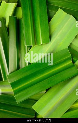 feuilles de pandan parfumées vertes, texture d'arrière-plan, vue rapprochée prise d'en haut, plat Banque D'Images