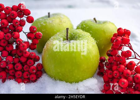 Des pommes vertes mûres et juteuses et des cendres rouges de montagne se trouvent dans la neige en hiver et gèlent.Une alimentation adéquate en hiver Banque D'Images