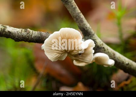 Champignons à Oylivre variable (Crepidotus variabilis) poussant sur une branche rotante au bois de Beacon Hill dans les collines de Mendip, Somerset, Angleterre. Banque D'Images