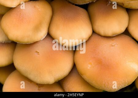 Champignons de type Brittlestem (Psathyrella piliformis) au bois de Beacon Hill dans les collines de Mendip, Somerset, Angleterre. Banque D'Images