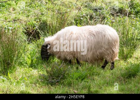 Moutons écossais blackface pâturage dans un champ Banque D'Images