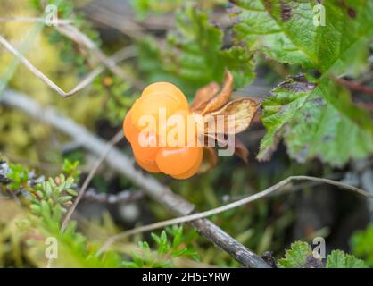 Gros plan de la mûre baie jaune orangée, Rubus chamaemorus.Macro de la baie sauvage fraîche du Nord qui pousse dans l'habitat naturel du marais de la forêt arctique Banque D'Images