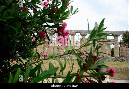 Tempio di Hera-Paestum, une ancienne ville de la Magna Graecia appelée par les Grecs Poséidonia en l'honneur de Poséidon, mais très consacrée à Athena et Hera. Banque D'Images