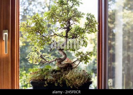 Petit Bonsai dans un pot de plantes près de la fenêtre ouverte, orme chinois avec feuilles vertes Banque D'Images