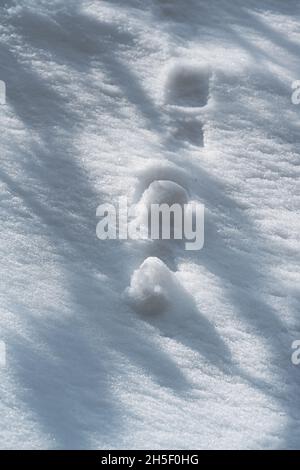 Boules de neige se déroulant sur la neige ensoleillée encadrée par des ombres des branches, arrière-plan saisonnier d'hiver Banque D'Images