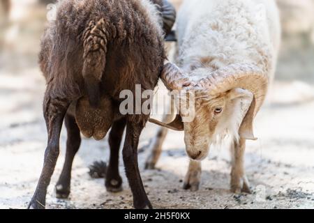 Chèvre corné blanc et brun avec de grandes cornes à côté. Banque D'Images