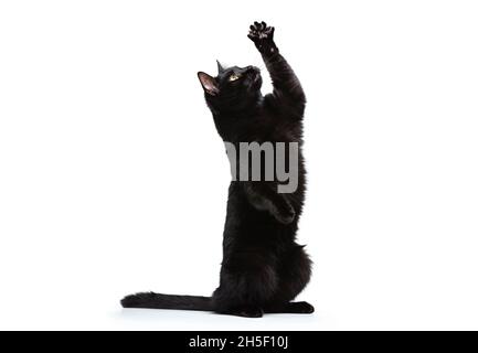 Un adorable chat noir purerouge avec des cheveux brillants assis et haussant patte isolée sur fond blanc de studio. Banque D'Images