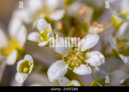 Saxifraga crustata fleurit en montagne Banque D'Images