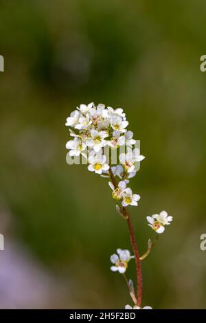 Saxifraga crustata fleurit en montagne Banque D'Images