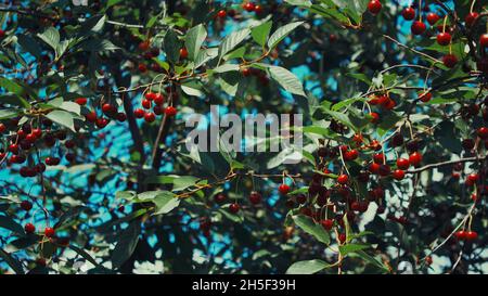 Il y a beaucoup de cerises sur une branche d'arbre dans le jardin de la maison. Banque D'Images