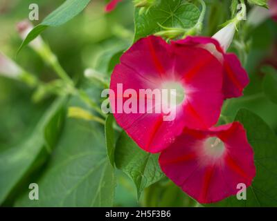 Deux fleurs roses ipomoea, une photo macro.Belles fleurs de couleur magenta. Banque D'Images