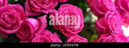 Gros plan du grand bouquet de roses roses Banque D'Images
