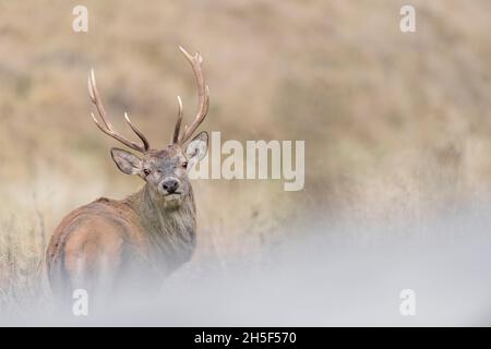 Portrait d'art de Deer masculin en automne (Cervus elaphus) Banque D'Images