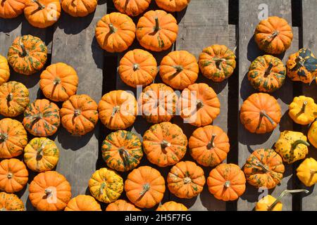 Fond orange mini Jack be Little Pumpkins. Banque D'Images