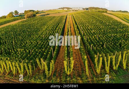 Les champs de houblon bavarois du haut pendant le lever du soleil Banque D'Images