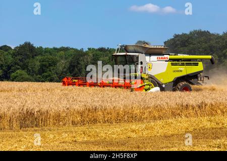 Angleterre, Hampshire, moissonneuse-batteuse récolte du blé dans les champs près de Winchester Banque D'Images