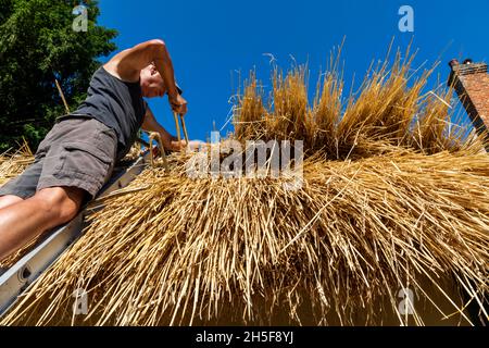 Angleterre, Hampshire, Test Valley, Stockbridge, Longstock, Le traditionnel Thatcher Paul Williams au travail Banque D'Images