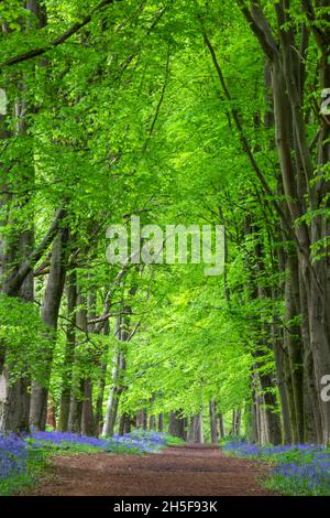 Angleterre, Hampshire, Hinton Ampner, sentier vide de Bluebell Woods Banque D'Images
