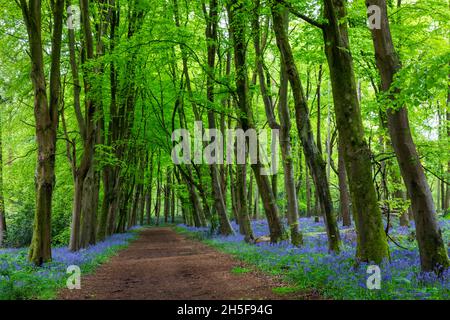 Angleterre, Hampshire, Hinton Ampner, sentier vide de Bluebell Woods Banque D'Images