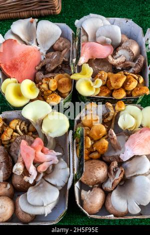 Angleterre, Hampshire, Petersfield, marché hebdomadaire des fermiers, exposition de champignons colorés Banque D'Images