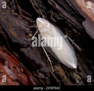 Petit cafard albinos blanc avec de gros whiskers assis sur un tronc d'arbre Banque D'Images