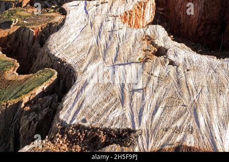 Tronc d'arbre coupé avec des fourmis de coupe de feuille marchant dessus.La formation d'images illusoires de canyons et d'ombres. Banque D'Images