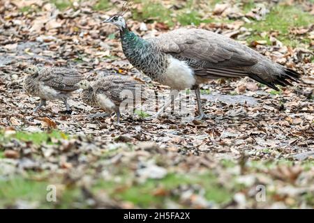 Peahen indien, Pavo cristatus, avec poussins, île Brownsea, Dorset,National Trust, Royaume-Uni Banque D'Images