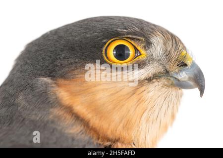 Faucon Sparrow mâle sur fond blanc. Banque D'Images