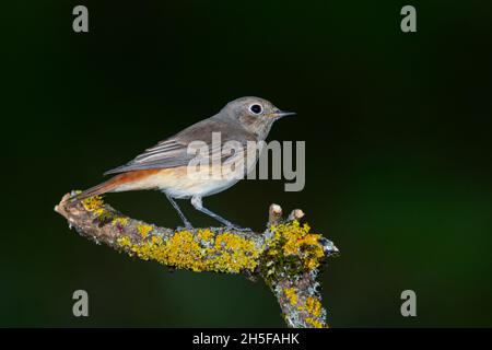 Commune Redstart Phoenicurus phoenicurus sur une branche. Banque D'Images