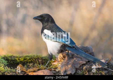 Gros plan de la Pie à tarte commune Pica pica.Un oiseau est assis près d'une flaque sur de la mousse. Banque D'Images