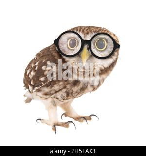 Little Owl portant des lunettes, Athene noctua, debout sur un fond blanc. Banque D'Images