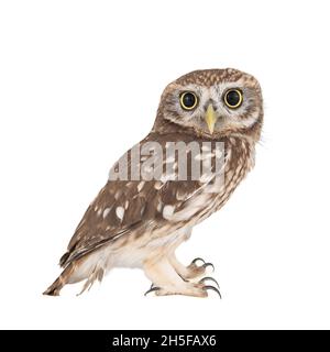 Little Owl, Athene noctua, isolé sur fond blanc Banque D'Images