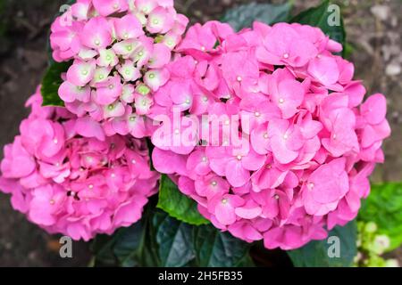 Pink Hydrangea macrophylla (Bigleaf Hydrangea) inflorescence à proximité dans le jardin d'été Banque D'Images