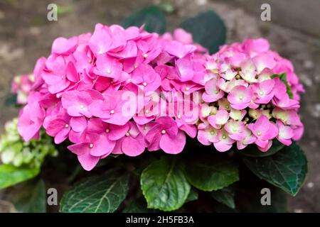 Pink Hydrangea macrophylla (Bigleaf Hydrangea) inflorescence à proximité dans le jardin d'été Banque D'Images