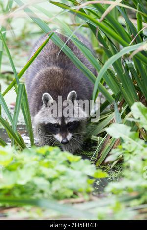 Waschbär, Waschbaer, Wasch-Bär, Procyon lotor, raton laveur, raton laveur Banque D'Images