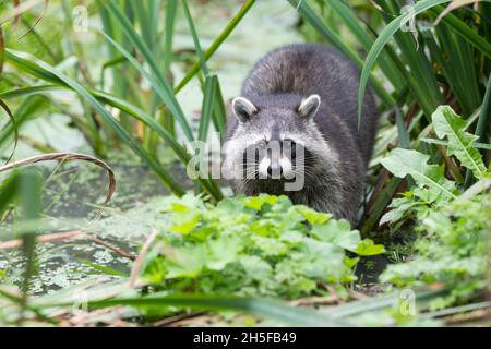 Waschbär, Waschbaer, Wasch-Bär, Procyon lotor, raton laveur, raton laveur Banque D'Images