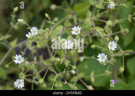 Gemeiner Wasserdarm, Wassermiere, Myosoton aquaticum, Cerastium aquaticum, Stellaria aquatica,Malachium aquaticum, eau, mauvaise herbe, mauvaise herbe géante, Banque D'Images