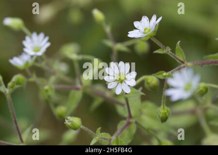 Gemeiner Wasserdarm, Wassermiere, Myosoton aquaticum, Cerastium aquaticum, Stellaria aquatica,Malachium aquaticum, eau, mauvaise herbe, mauvaise herbe géante, Banque D'Images