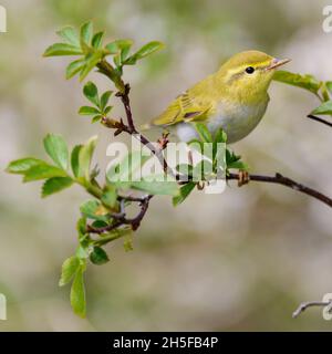 Paruline à saule d'oiseau Phylloscopus trochilus.Gros plan. Banque D'Images