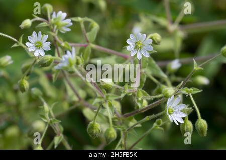 Gemeiner Wasserdarm, Wassermiere, Myosoton aquaticum, Cerastium aquaticum, Stellaria aquatica,Malachium aquaticum, eau, mauvaise herbe, mauvaise herbe géante, Banque D'Images