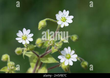 Gemeiner Wasserdarm, Wassermiere, Myosoton aquaticum, Cerastium aquaticum, Stellaria aquatica,Malachium aquaticum, eau, mauvaise herbe, mauvaise herbe géante, Banque D'Images