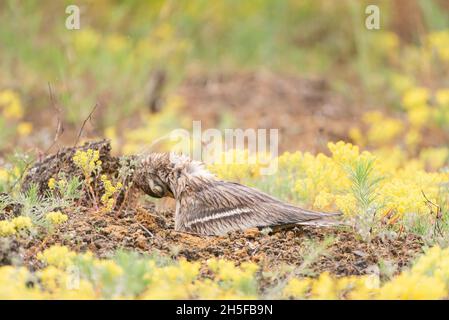 Le courbé de pierre Burhinus oedicnemus assis sur le nid pendant la saison de reproduction, et les plumes de prémenage. Banque D'Images