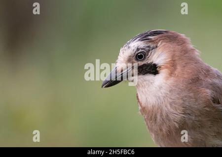 Portrait eurasien jay Garrulus glandarius gros plan. Banque D'Images