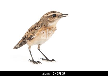 Whinchat, Saxicola rubbra, isolé sur fond blanc Banque D'Images