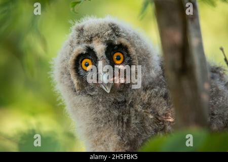 Hibou à longues oreilles ASIO otus - Owlet gros plan portrait. Banque D'Images