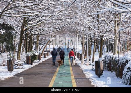 Les gens marchent leurs chiens dans le parc Alexandru Ioan Cuza (I.O.R.) sous des branches d'arbres couvertes de neige fraîche, en hiver.11 mars 2021 - Bucarest, Romani Banque D'Images